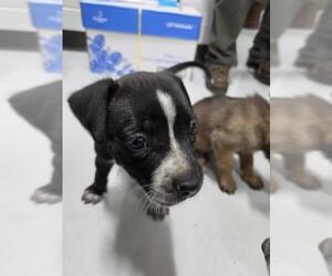 Labrador Retriever-Unknown Mix Dogs for adoption in Temple, TX, USA