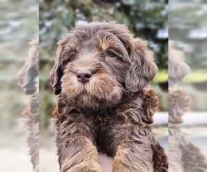 Labradoodle Puppy for sale in SOUTH WALES, NY, USA