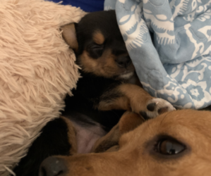 Chihuahua Puppy for sale in LAKE ELSINORE, CA, USA