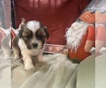 Puppy King Shorkie Tzu