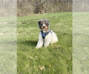 Father of the Miniature Bernedoodle puppies born on 09/17/2022