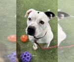 Small #2 American Staffordshire Terrier