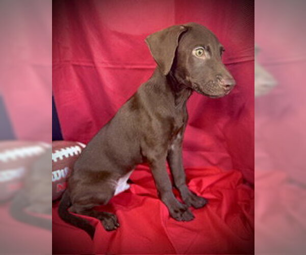 Medium Photo #2 Labrador Retriever-Unknown Mix Puppy For Sale in Pleasanton, TX, USA