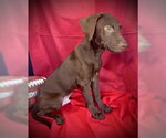 Small #1 Labrador Retriever Mix
