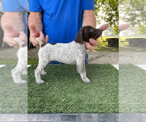 German Shorthaired Pointer Puppy for sale in PARSONS, KS, USA