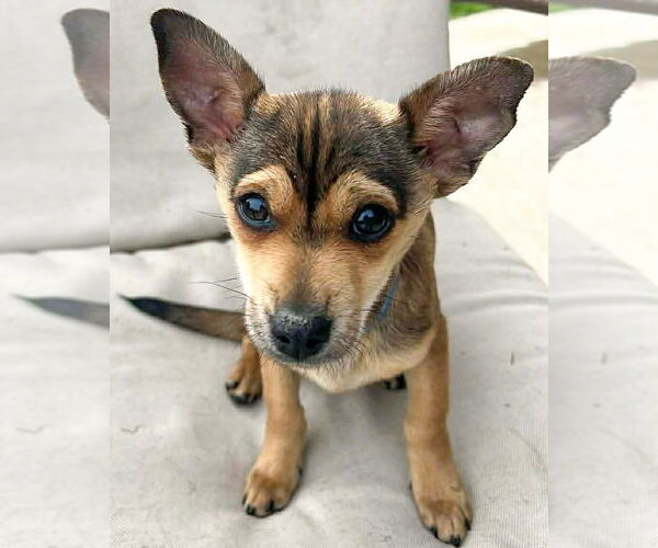 Medium Photo #2 Mutt Puppy For Sale in Corona, CA, USA