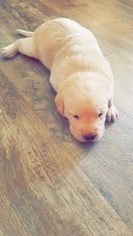 Labrador Retriever Puppy for sale in CAVE SPRING, GA, USA