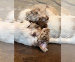 Small Photo #7 Australian Shepherd-Unknown Mix Puppy For Sale in Sandy, UT, USA