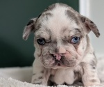 Small #1 French Bulldog