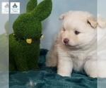 Small Photo #27 Pomeranian-Pomsky Mix Puppy For Sale in RAMSEY, MN, USA