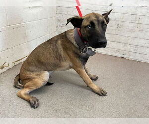 German Shepherd Dog Dogs for adoption in San Bernardino, CA, USA