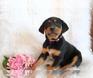 Bluetick Coonhound-Labrador Retriever Mix Puppy for sale in SHILOH, OH, USA