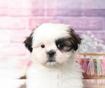 Small Photo #3 Shih Tzu Puppy For Sale in BEL AIR, MD, USA