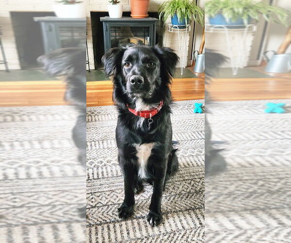 Medium Photo #11 Mutt Puppy For Sale in Oak Bluffs, MA, USA