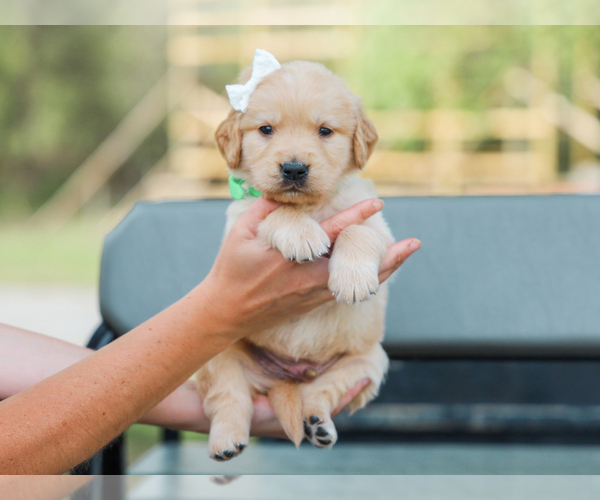 Medium Photo #3 Golden Retriever Puppy For Sale in LIBERTY, KY, USA