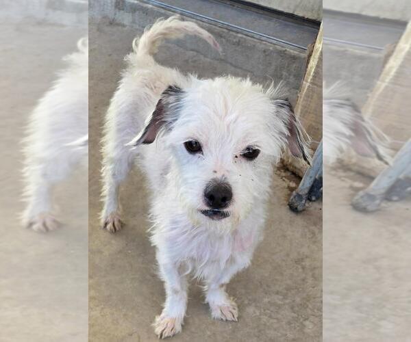 Medium Photo #3 Norfolk Terrier-Unknown Mix Puppy For Sale in San Antonio, TX, USA