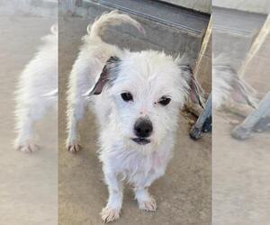 Taco - Male Norfolk Terrier-Unknown Mix Dog for Adoption - Photo #3