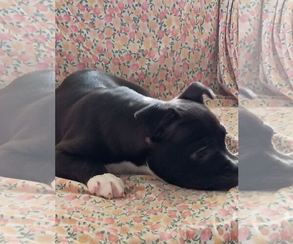 Medium Photo #4 Mutt Puppy For Sale in Holly Springs, NC, USA