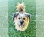 Small #1 Tibetan Terrier-Wheaten Terrier Mix