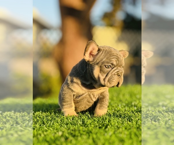 Medium Photo #13 French Bulldog Puppy For Sale in MEMPHIS, TN, USA