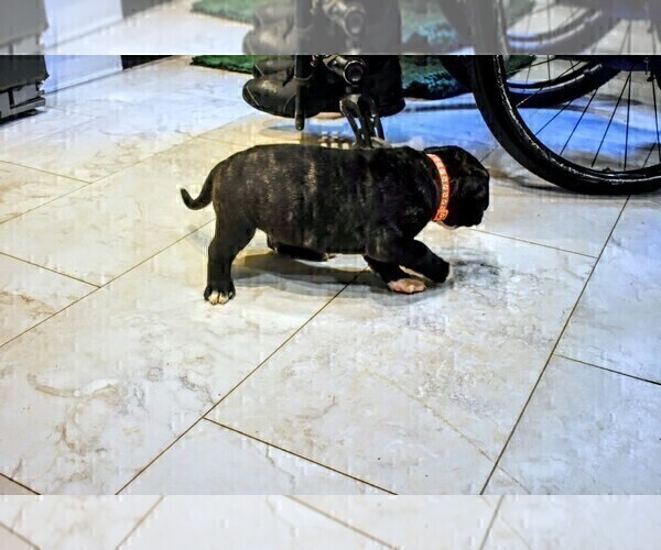 Medium Photo #12 Presa Canario Puppy For Sale in PHILADELPHIA, PA, USA