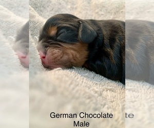 Cavalier King Charles Spaniel Puppy for sale in TULSA, OK, USA