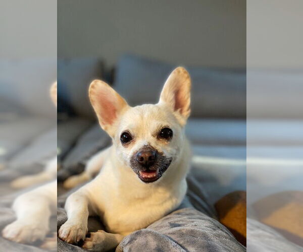 Medium Photo #3 Malchi Puppy For Sale in Plainfield, IL, USA