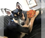 Poo Fighter - Male Siberian Husky-Unknown Mix Dog for Adoption - Small photo