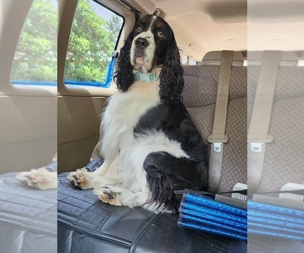 Medium Photo #1 English Springer Spaniel Puppy For Sale in KENT, WA, USA
