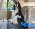 Small Photo #1 English Springer Spaniel Puppy For Sale in KENT, WA, USA