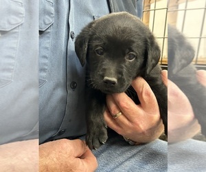 Medium Labrador Retriever