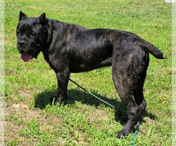Medium Photo #2 Cane Corso Puppy For Sale in Lexington Park, MD, USA