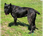 Small #1 Cane Corso