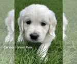 Small #1 English Cream Golden Retriever
