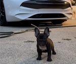 Small Photo #4 French Bulldog Puppy For Sale in MARIETTA, GA, USA