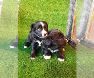 Border Collie Puppy for sale in SAN DIEGO, CA, USA