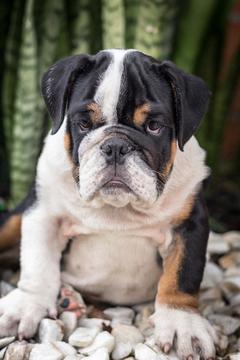 Medium Photo #4 Bulldog Puppy For Sale in CUTLER BAY, FL, USA