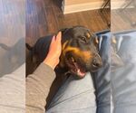 Small #2 Rottweiler