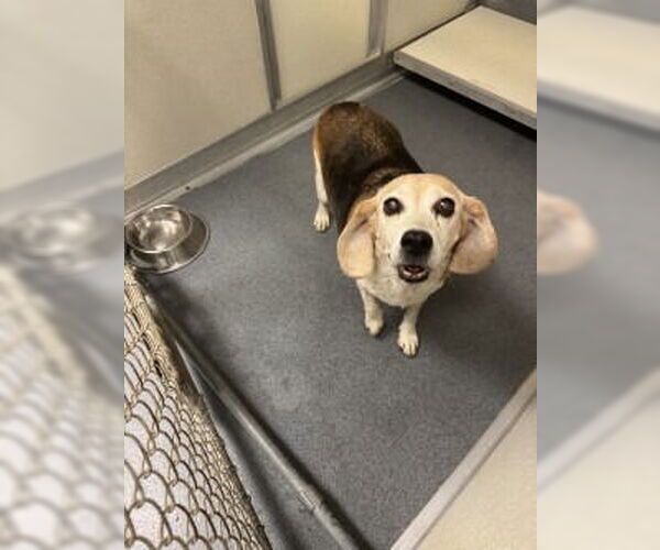 Medium Photo #1 Beagle Puppy For Sale in Glen Allen, VA, USA