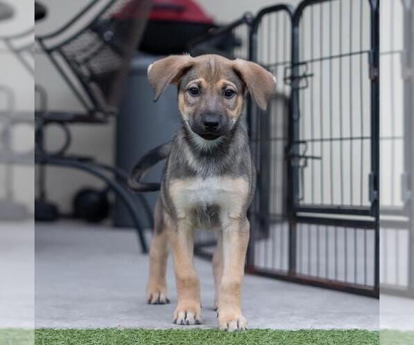 Medium Photo #8 Boxer-Unknown Mix Puppy For Sale in San Diego, CA, USA