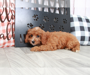 Cavapoo Puppy for sale in MARIETTA, GA, USA