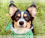 Small Photo #3 Australian Shepherd-Pembroke Welsh Corgi Mix Puppy For Sale in CENTRAL POINT, OR, USA