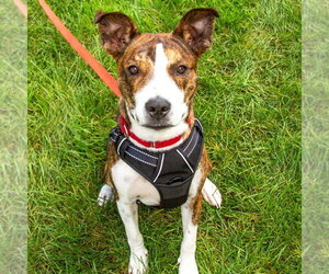 Kirby - Male Basenji-Unknown Mix Dog for Adoption - Photo #14