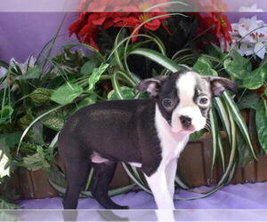 Boston Terrier Puppy for sale in MILLERSBURG, OH, USA