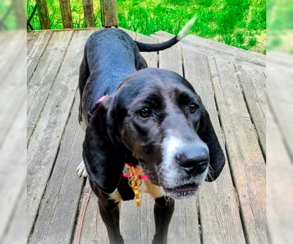Medium Photo #3 Great Dane-Unknown Mix Puppy For Sale in Plainfield, IL, USA