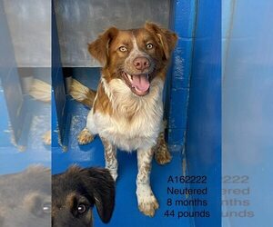 Brittany-Unknown Mix Dogs for adoption in Calgary, Alberta, Canada