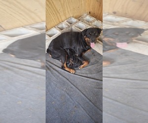 Mother of the Rottweiler puppies born on 08/12/2026