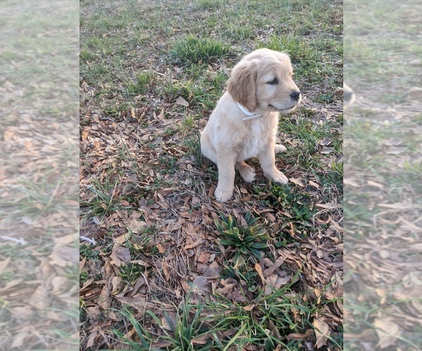 Medium Photo #1 Golden Retriever Puppy For Sale in CANON, GA, USA