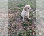 Small Golden Retriever