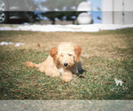 Small Photo #38 Goldendoodle Puppy For Sale in CARLOCK, IL, USA